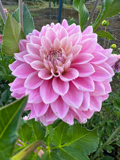 Dahlia Miss Sarah