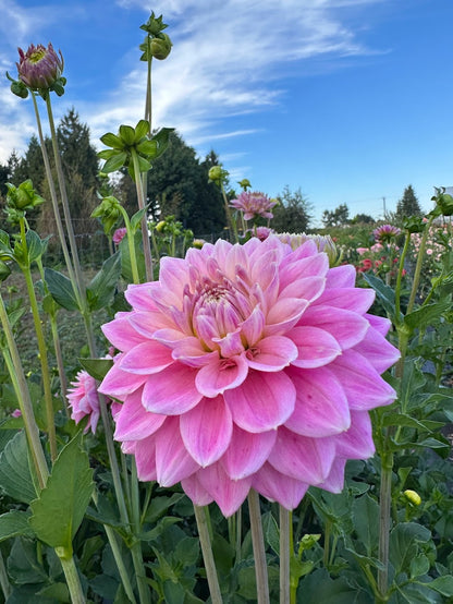 Dahlia Miss Sarah