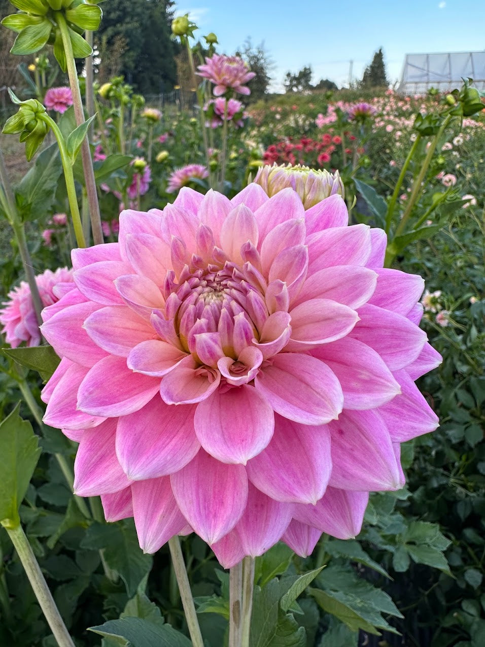 Dahlia Miss Sarah