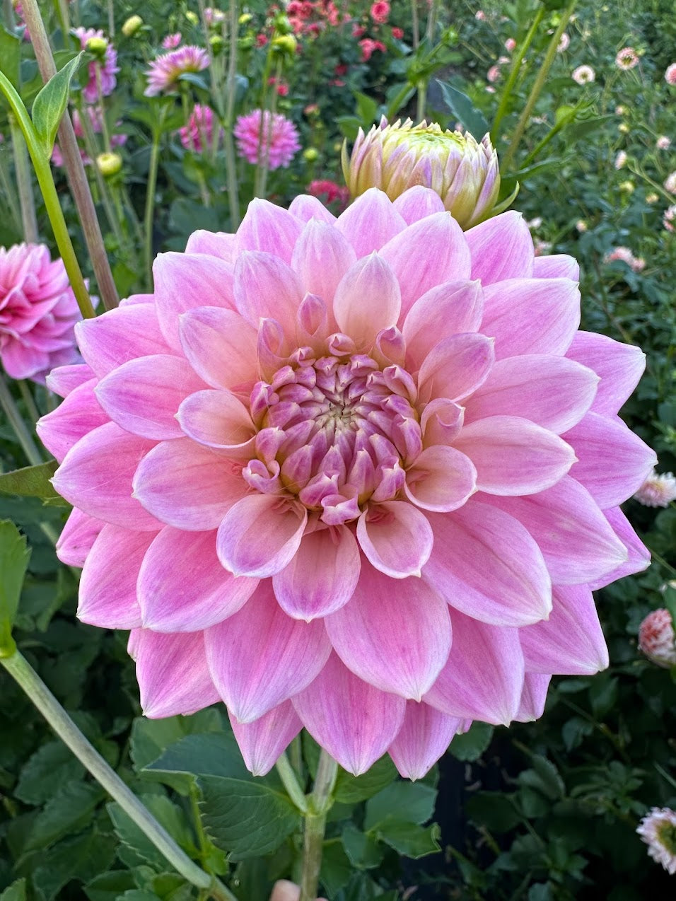 Dahlia Miss Sarah