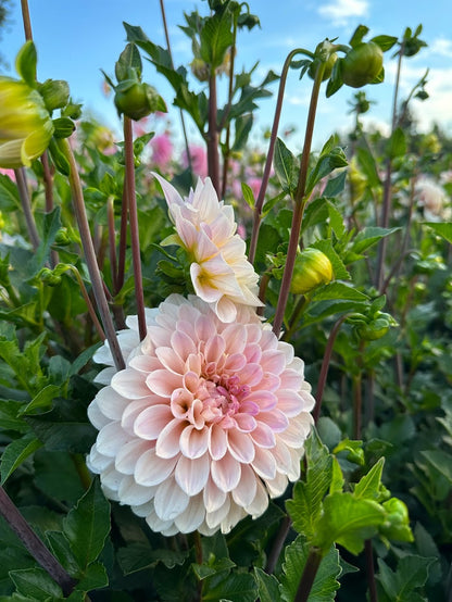 Dahlia Sweet Nathalie