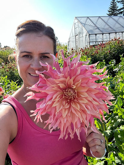 Dahlia Penhill Watermelon