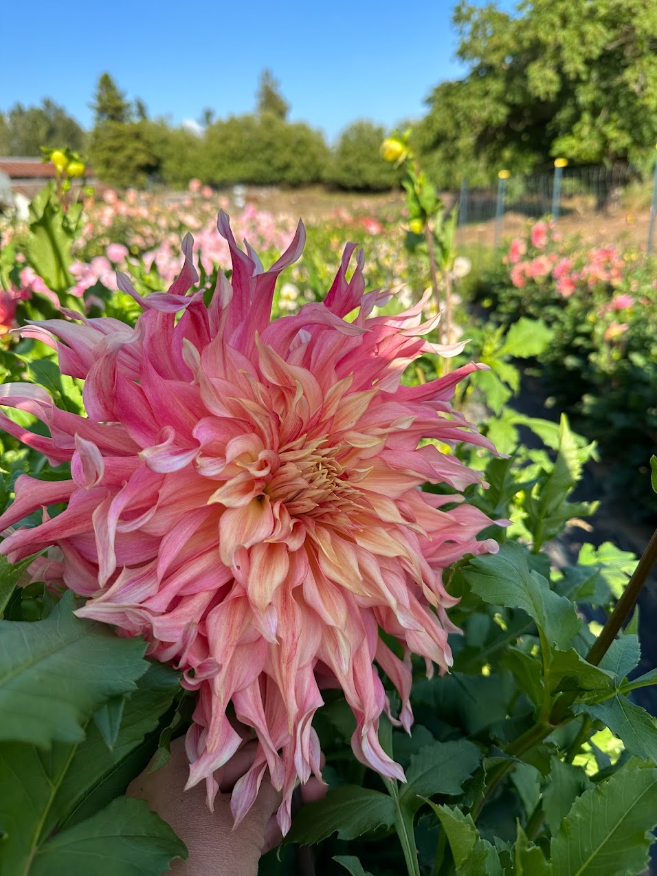 Dahlia Penhill Watermelon