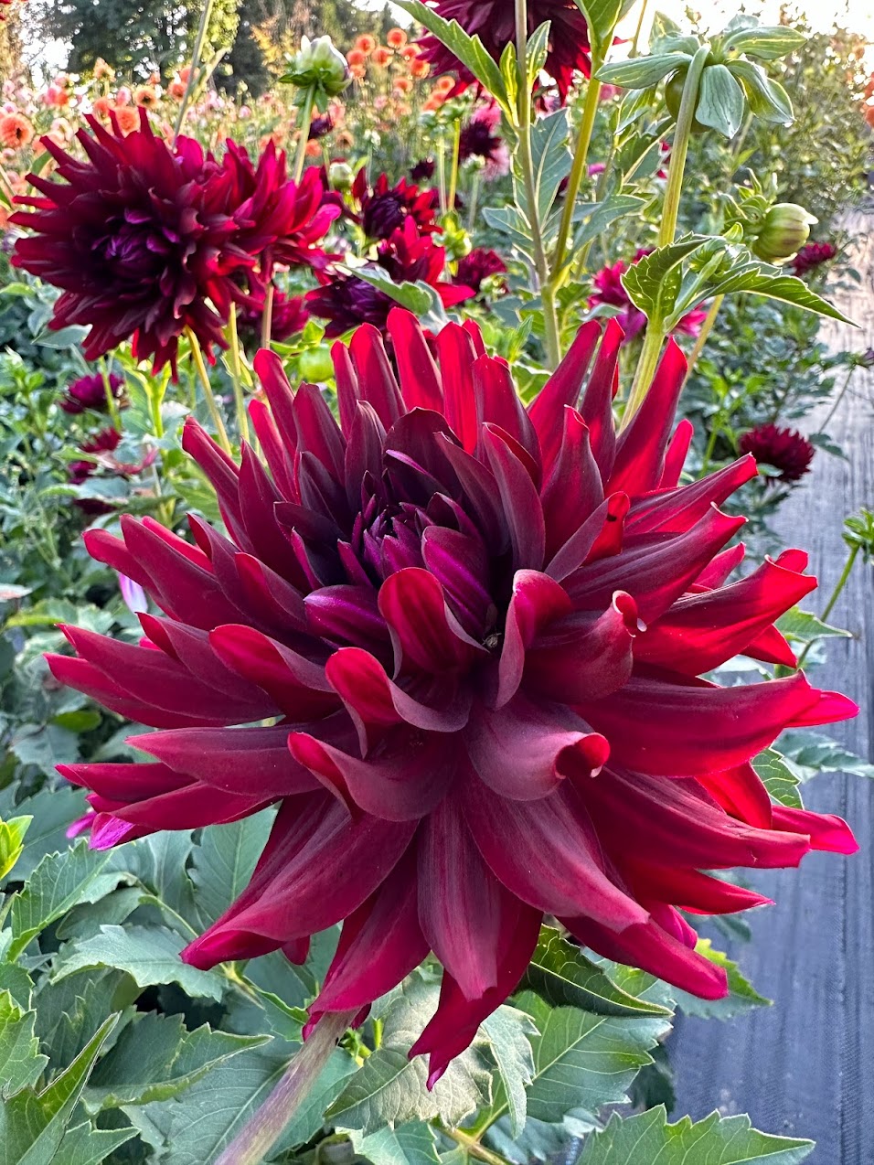 Dahlia Hollyhill Black Beauty