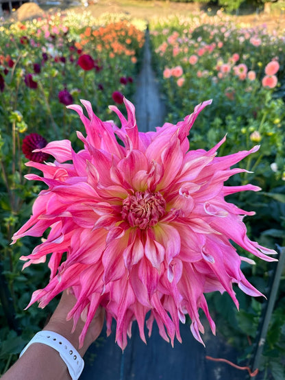 Dahlia Penhill Watermelon