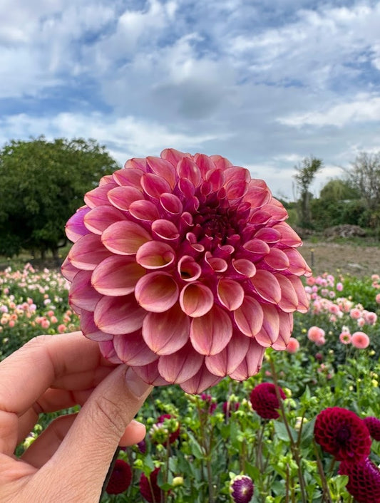 Dahlia Ferncliff Thunder