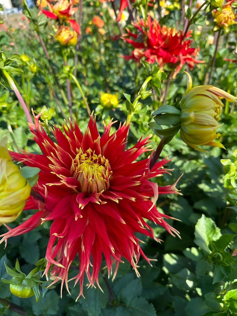 Dahlia Show n Tell