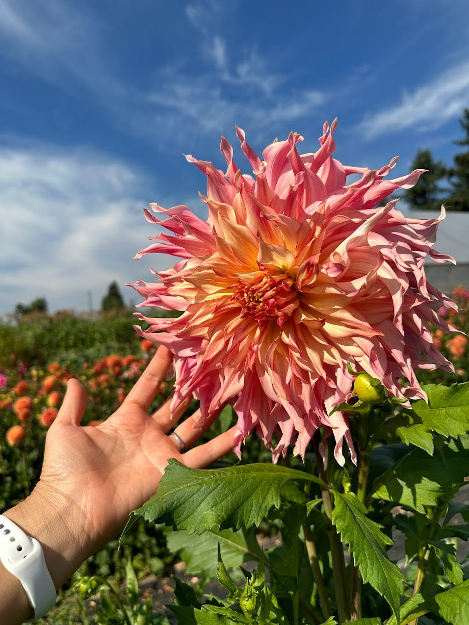 Dahlia Penhill Watermelon