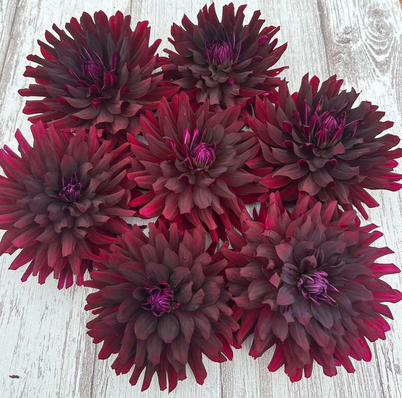 Dahlia Hollyhill Black Beauty