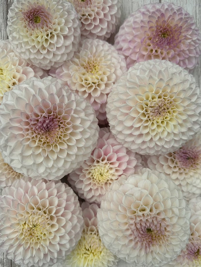 Dahlia Pink Pearl