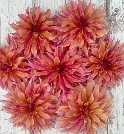 Dahlia Labyrinth