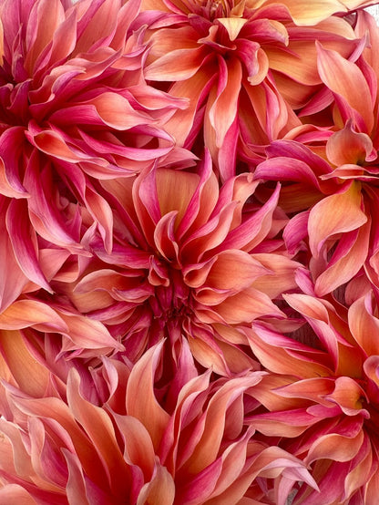 Dahlia Labyrinth