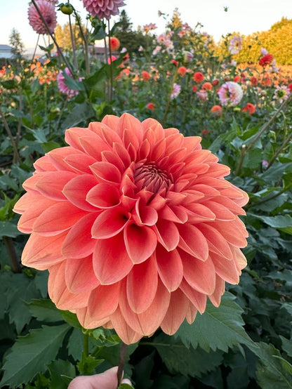 Dahlia Rossendale Peach