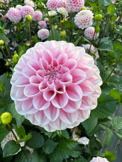 Dahlia Wizard of Oz