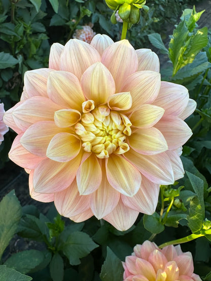 Dahlia Sheer Haven