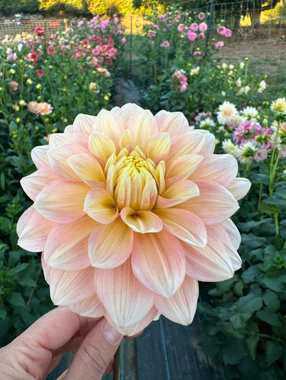 Dahlia Sheer Haven