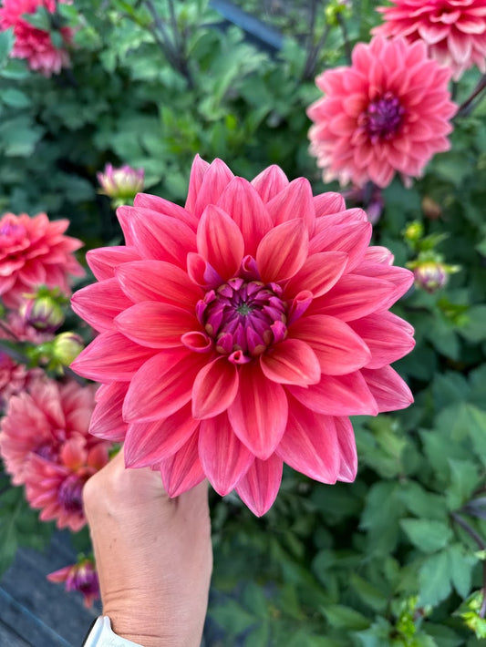 Dahlia American Dawn