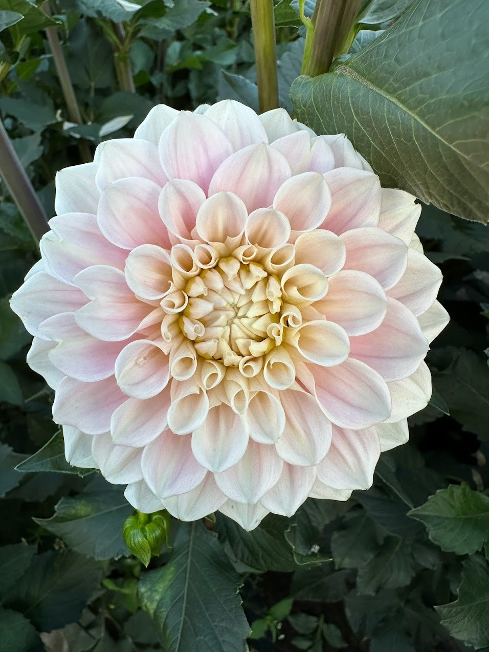 Dahlia Sweet Nathalie