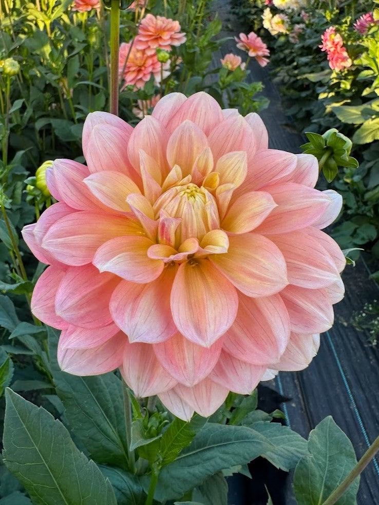 Dahlia Sheer Haven