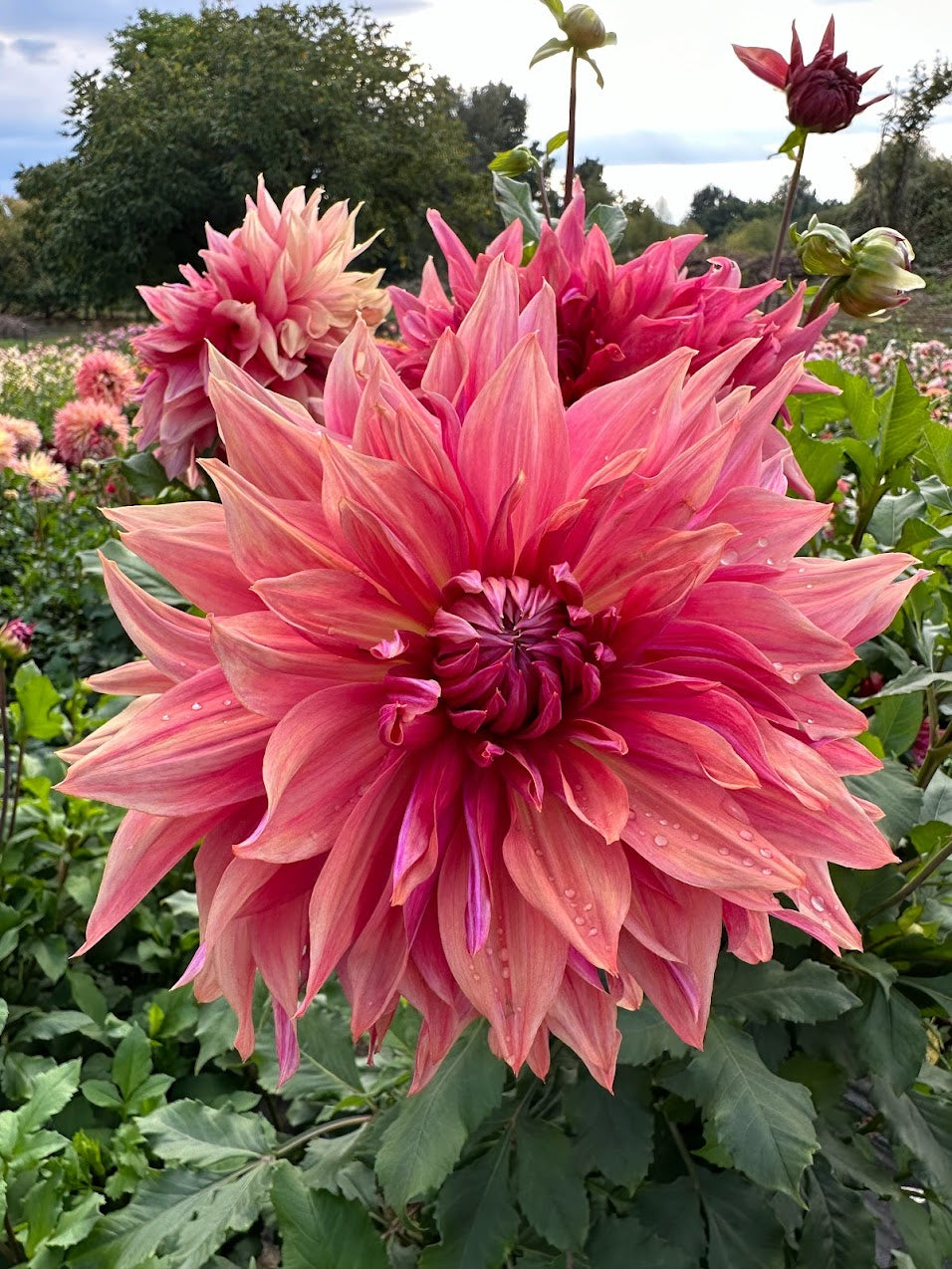 Dahlia Penhill Dark Monarch – Mazeppa Acres