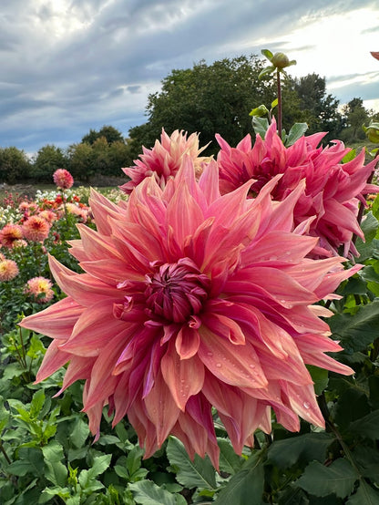 Dahlia Penhill Dark Monarch