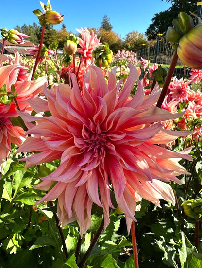 Dahlia Labyrinth