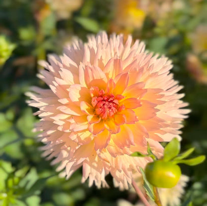Dahlia Lakeview Peach Fuzz
