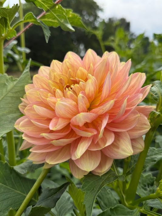 Dahlia Hollyhill Serenity (Limit 1)
