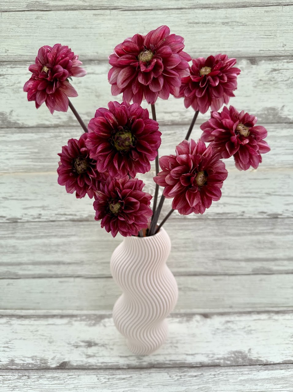 Dahlia Seniors Hope