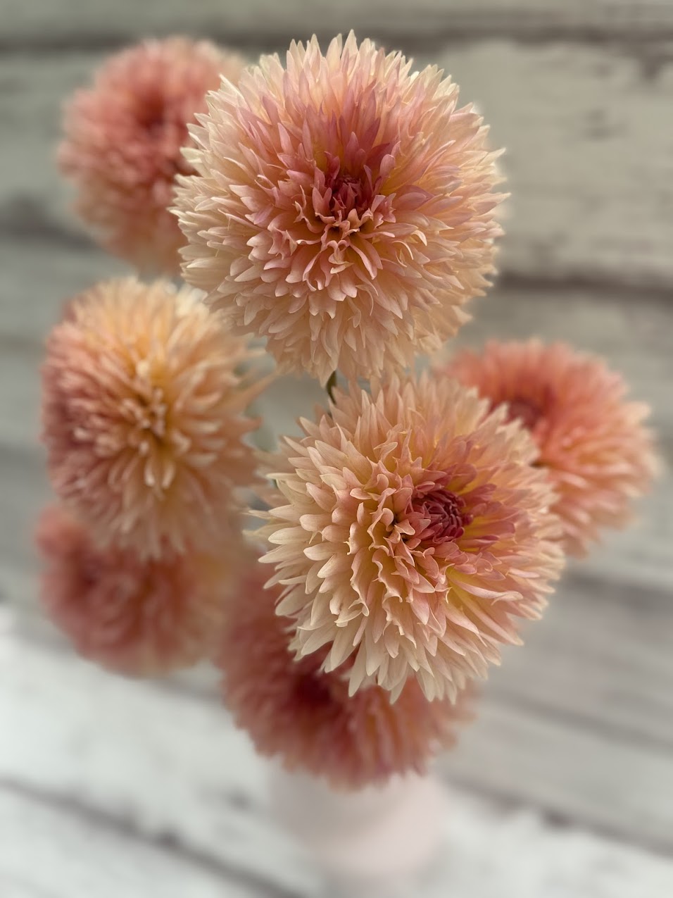 Dahlia Lakeview Peach Fuzz
