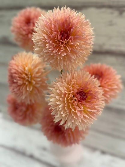 Dahlia Lakeview Peach Fuzz
