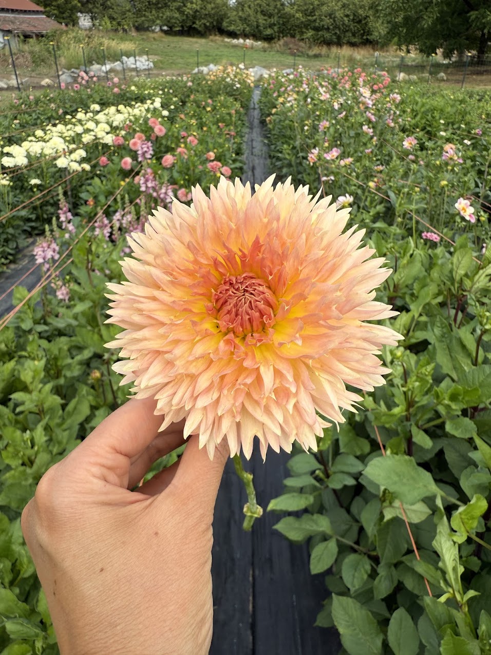 Dahlia Lakeview Peach Fuzz