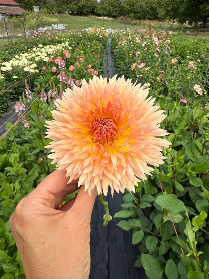 Dahlia Lakeview Peach Fuzz