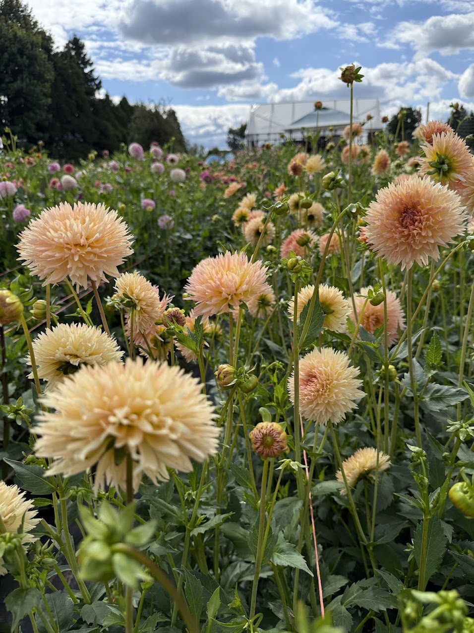 Dahlia Lakeview Peach Fuzz