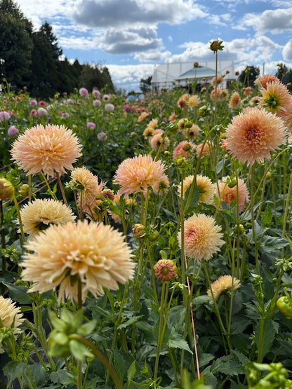 Dahlia Lakeview Peach Fuzz