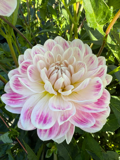 Dahlia Kelgai Ann (Limit 1)