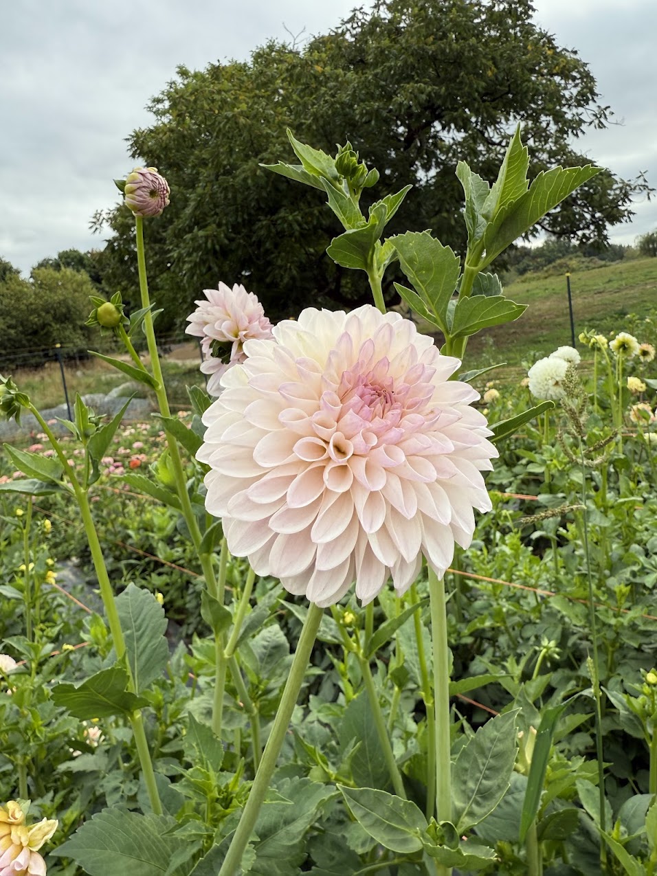 Dahlia Tahoma Stellar Feller