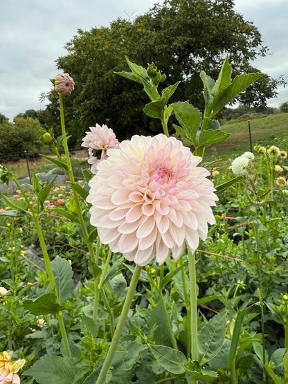 Dahlia Tahoma Stellar Feller