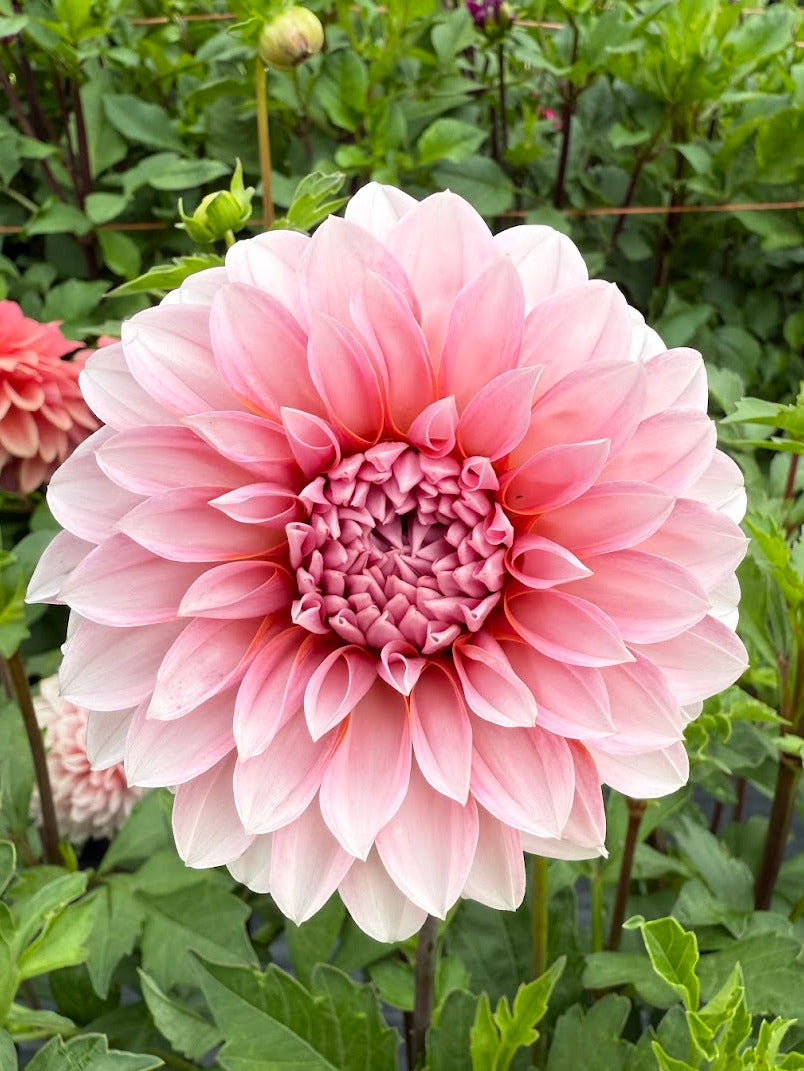 Dahlia RM Baby Girl (Limit 1)