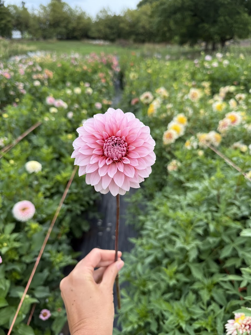 Dahlia RM Baby Girl (Limit 1)