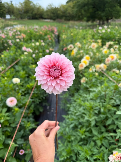 Dahlia RM Baby Girl (Limit 1)