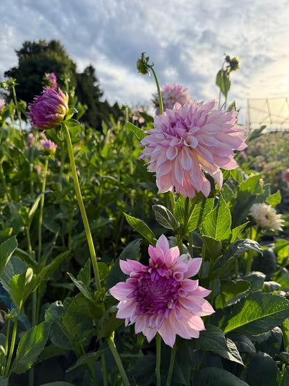 Dahlia Bloomquist Compare