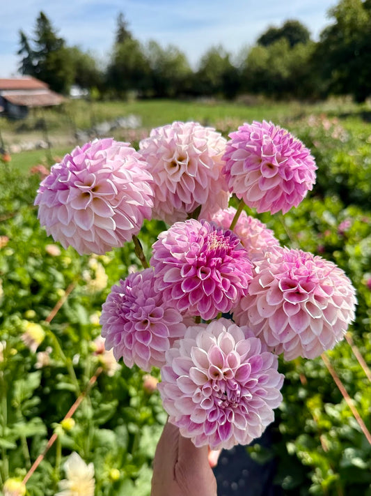 Dahlia Tahoma Kelli