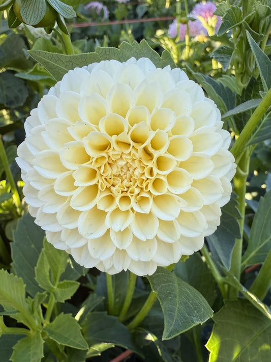 Dahlia Creamy