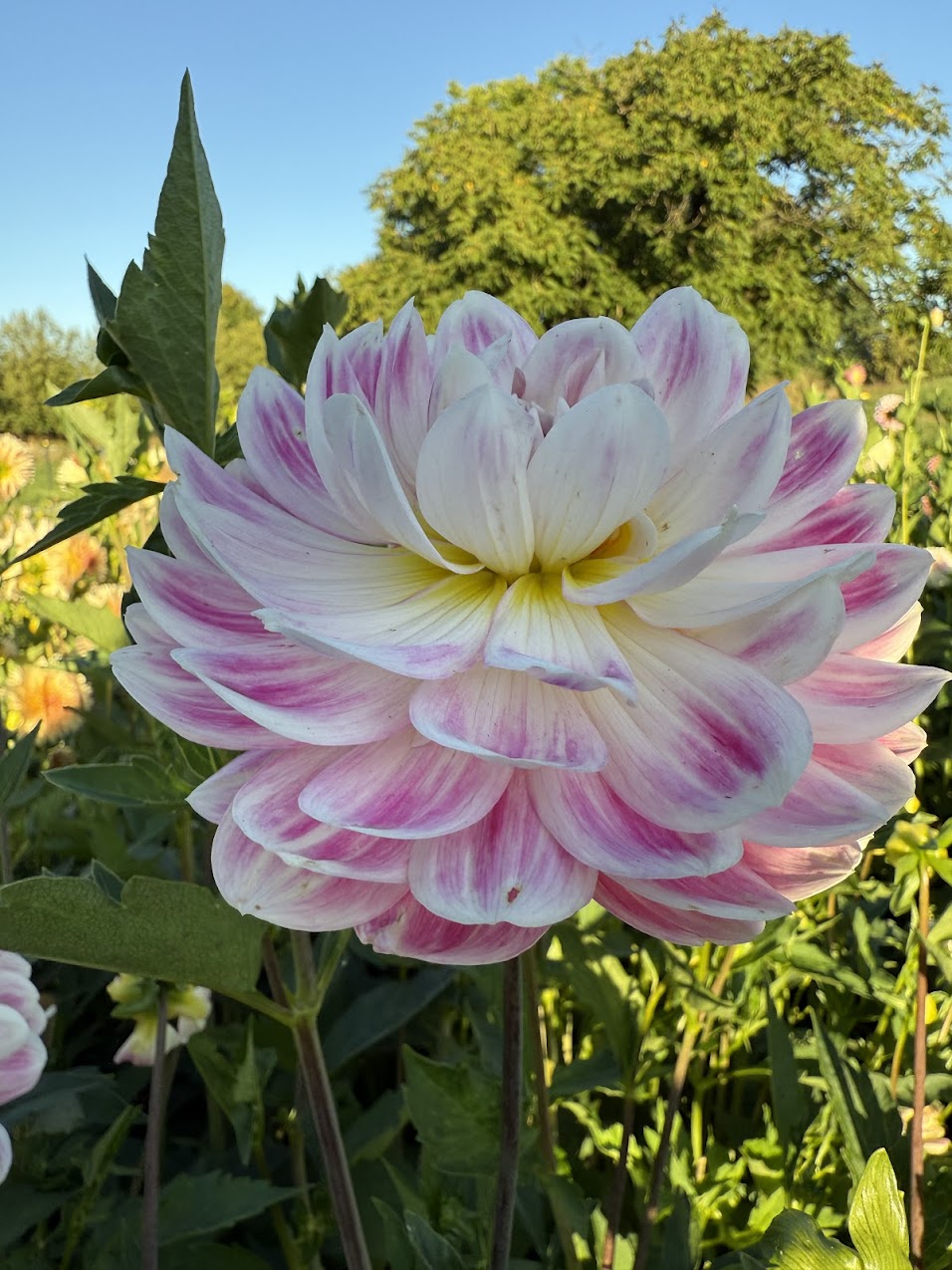 Dahlia Kelgai Ann (Limit 1)