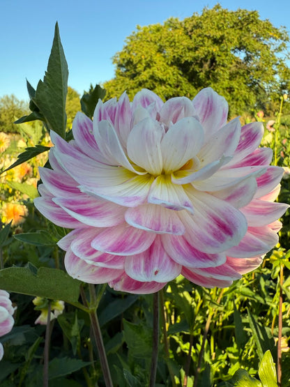 Dahlia Kelgai Ann (Limit 1)