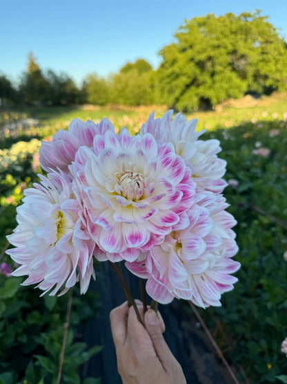 Dahlia Kelgai Ann (Limit 1)