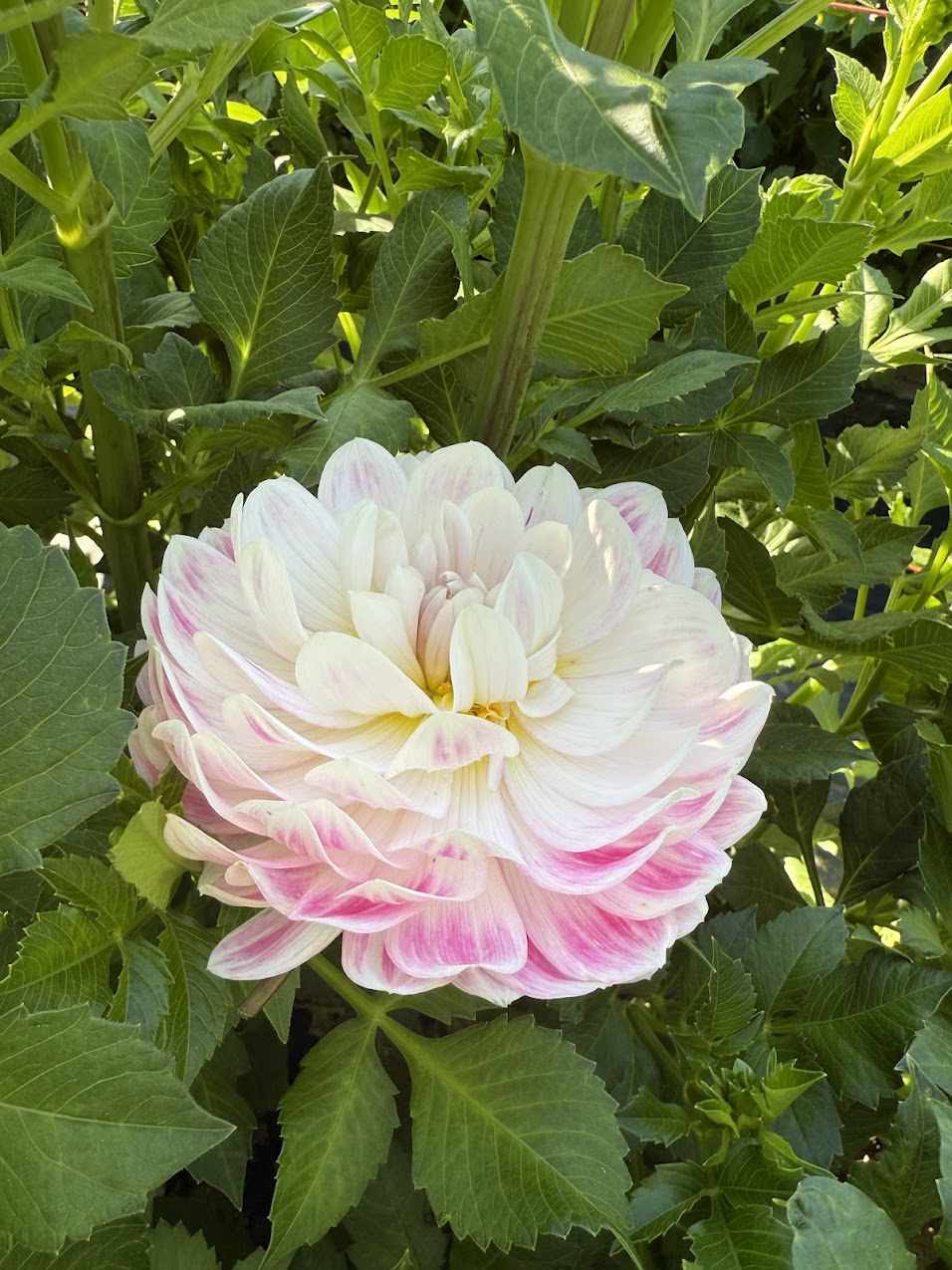 Dahlia Kelgai Ann (Limit 1)