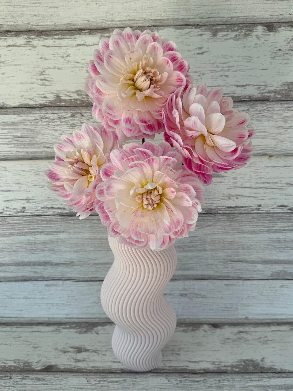 Dahlia Kelgai Ann (Limit 1)