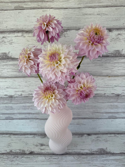 Dahlia Bloomquist Compare